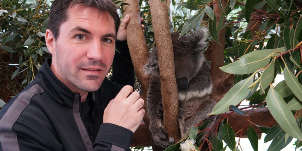 Un jour, j&rsquo;ai vu un Koala.