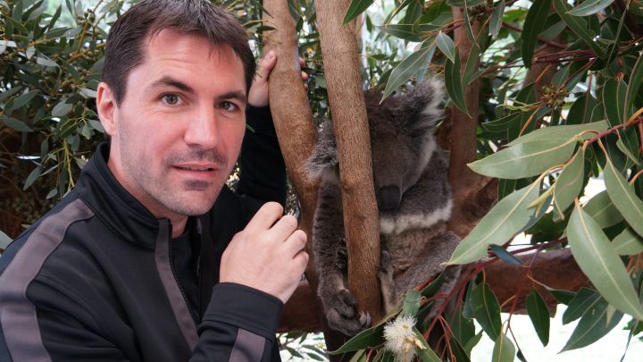Un jour, j&rsquo;ai vu un Koala.